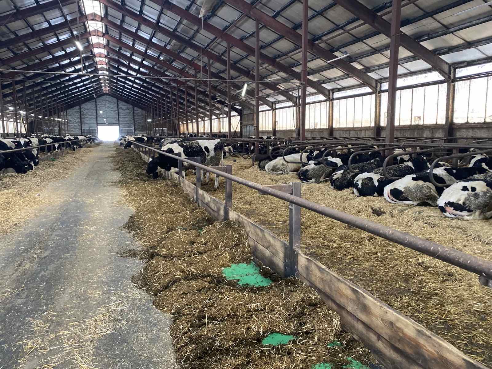 В Пензенской области произведено 107,8 тыс. тонн скота и птицы на убой в живом весе, 81,3 тыс. тонн молока, 62,4 млн штук яиц всех видов