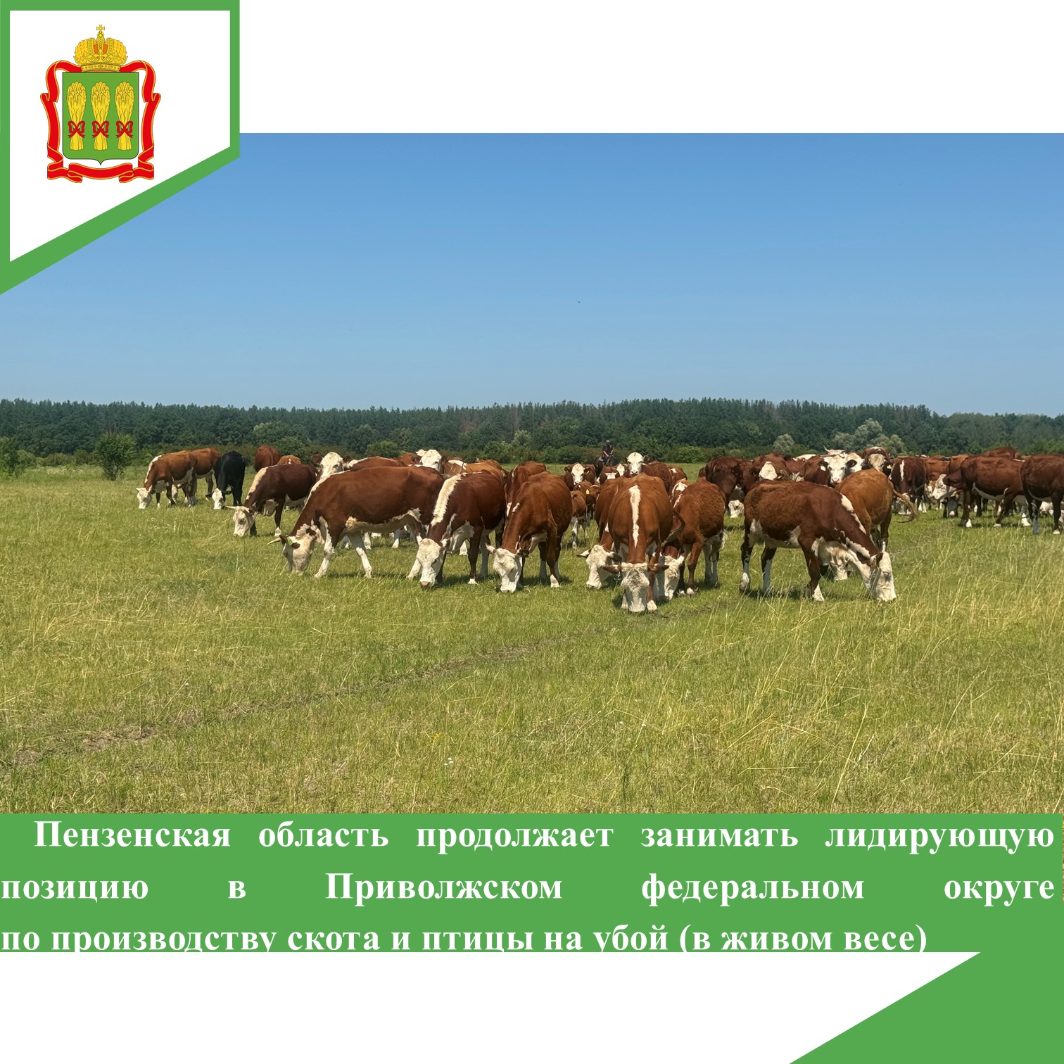 Пензенская область продолжает занимать лидирующую позицию в Приволжском федеральном округе по производству скота и птицы на убой (в живом весе)