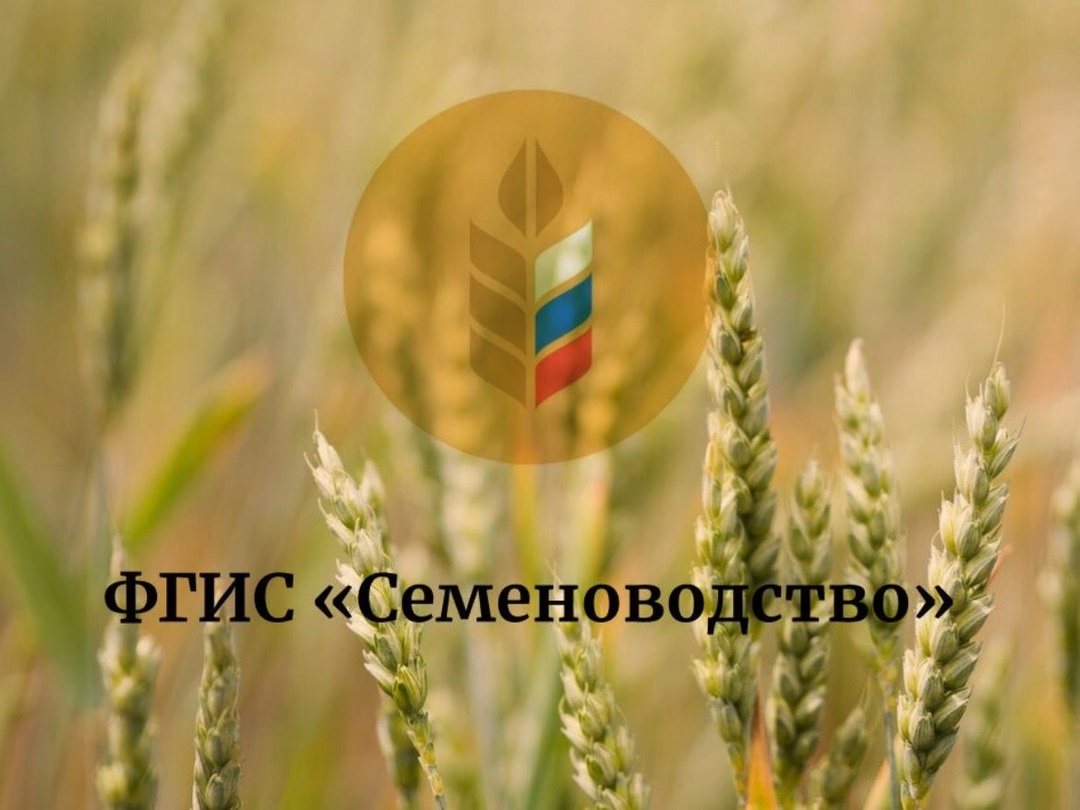 В Минсельхозе обсудили вопрос внесения данных об объёмах семян сельскохозяйственных культур в систему ФГИС «Семеноводство» на период урожая 2025 года