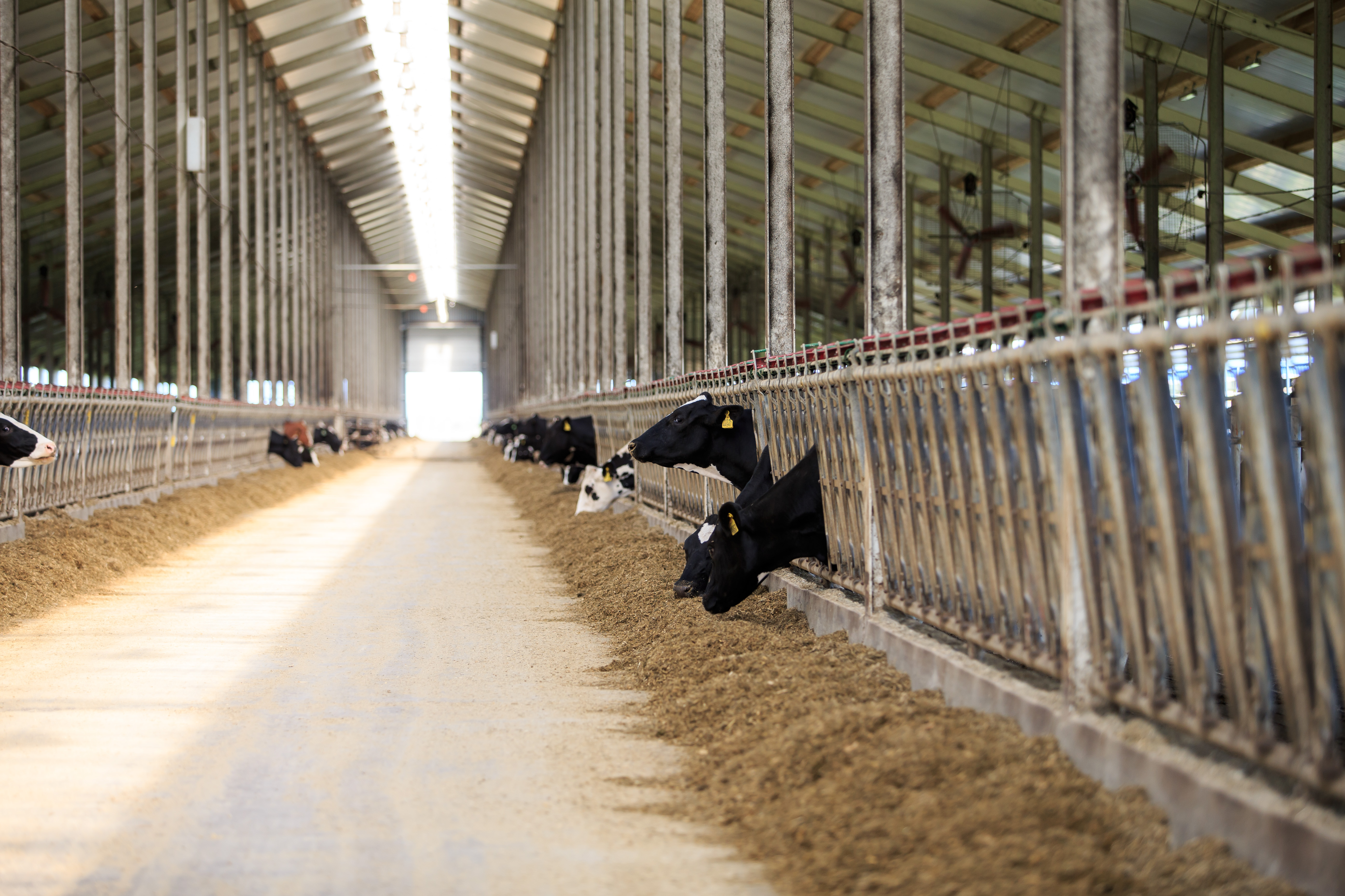 Пензенская область в лидерах по производству сельхозпродукции среди регионов ПФО Пензенская область в лидерах по производству сельхозпродукции среди регионов ПФО