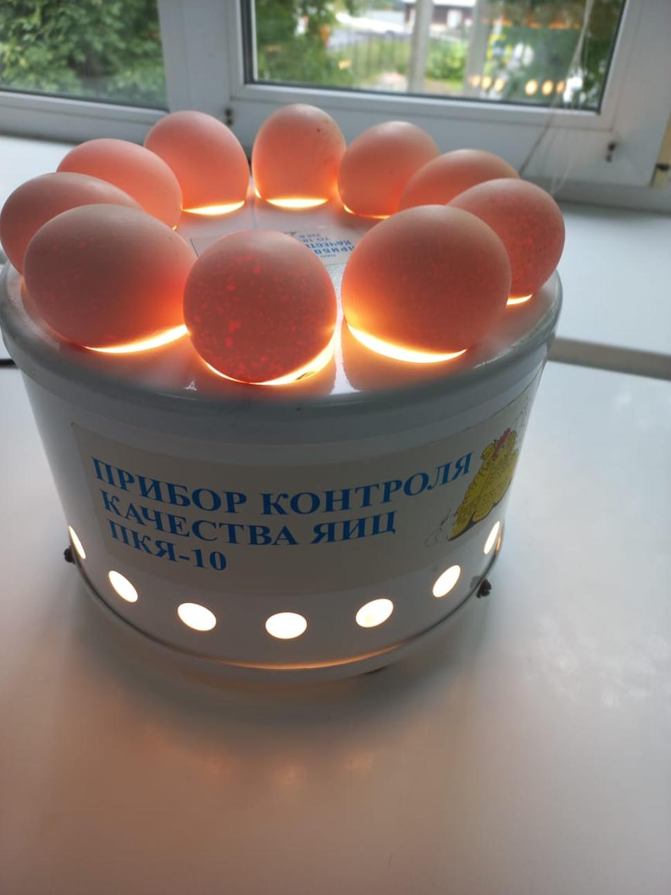 Лабораторный контроль инкубационных яиц — важный фактор в получении здорового и продуктивного молодняка