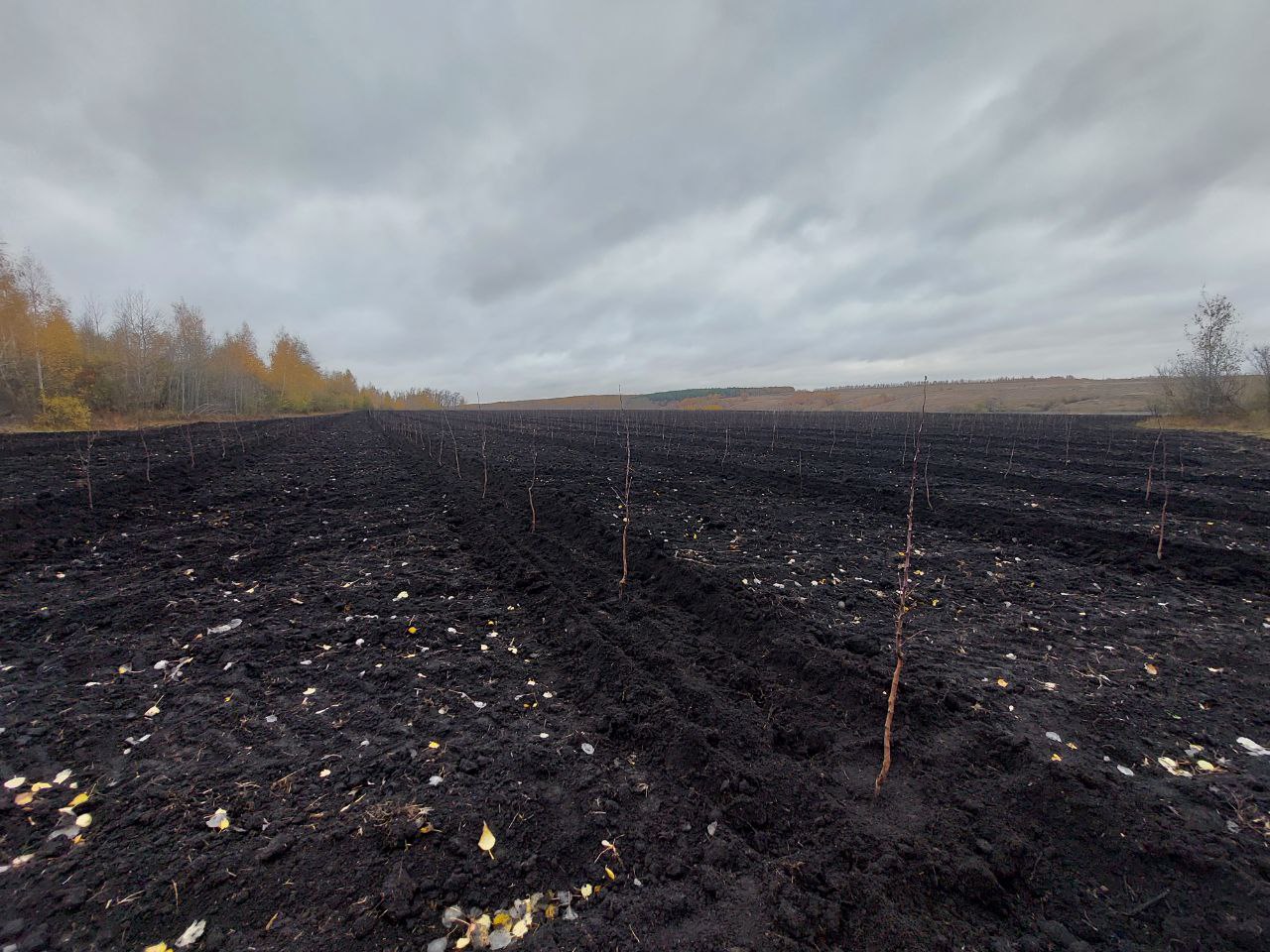 В Пензенской области в ноябре 2023 года завершились работы по закладке садов В Пензенской области в ноябре 2023 года завершились работы по закладке садов