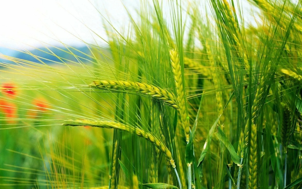 Льготное кредитование аграрного бизнеса Пензенской области