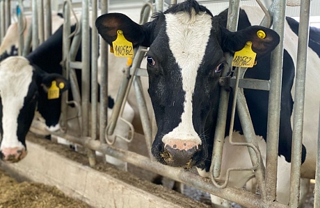 Рост индекса производства молочной продукции в Пензенской области в первом полугодии 2025 года