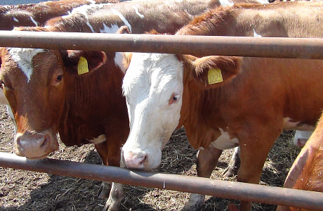 На повышение молочной продуктивности в 2020 году будет направлено 263 млн рублей