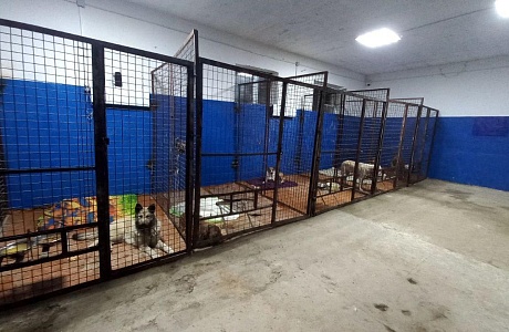 В Пензенской области продолжаются мероприятия по льготной стерилизации беспородных собак