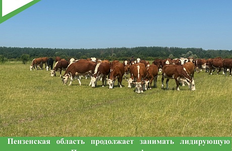 Пензенская область продолжает занимать лидирующую позицию в Приволжском федеральном округе по производству скота и птицы на убой (в живом весе)