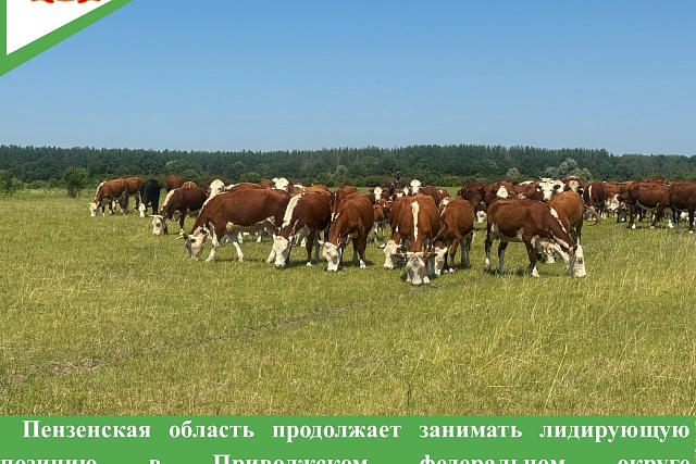 Пензенская область продолжает занимать лидирующую позицию в Приволжском федеральном округе по производству скота и птицы на убой (в живом весе)
